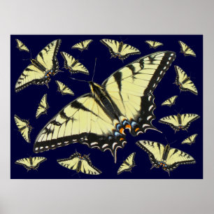 Tiger Swallowtail Butterfly Poster