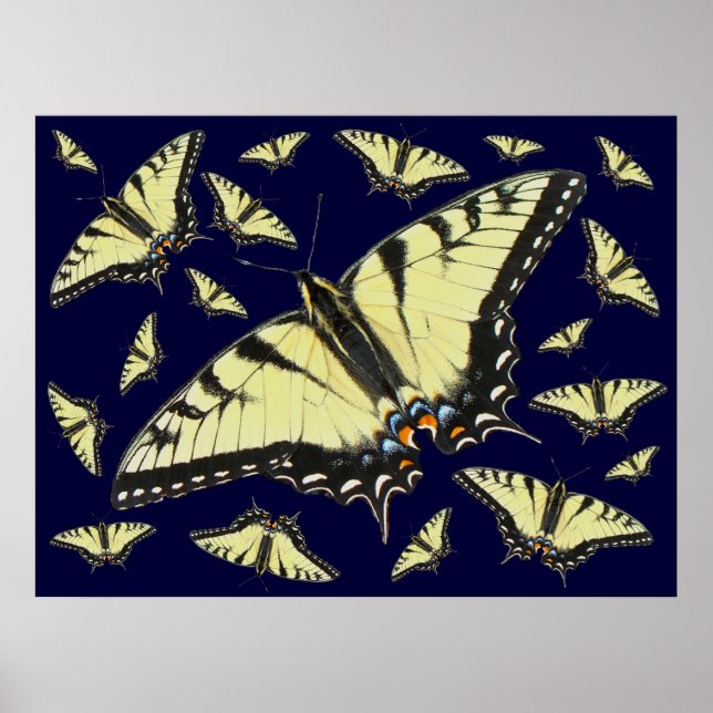 Tiger Swallowtail Butterfly Poster (Front)