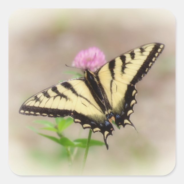 Tiger Swallowtail - Butterfly Square Sticker (Front)
