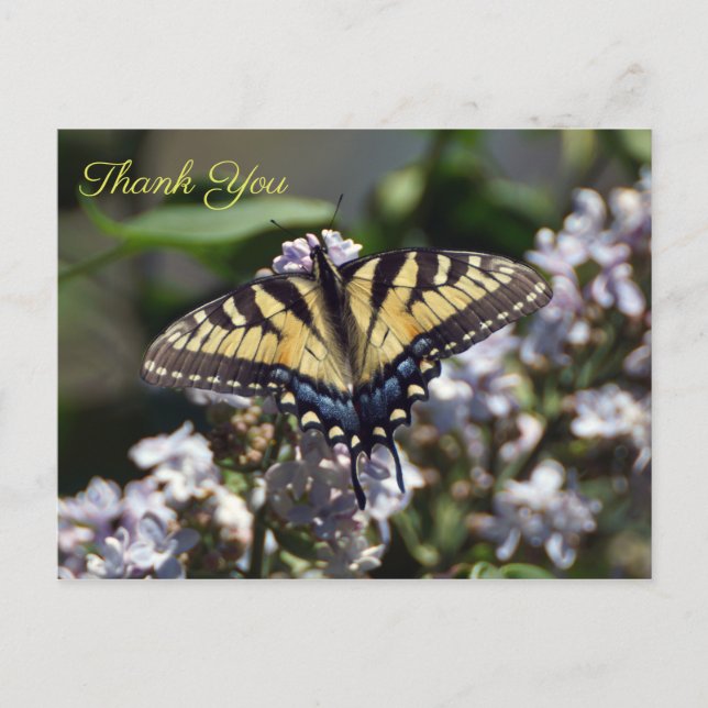 Tiger Swallowtail Butterfly Thank You Postcard (Front)