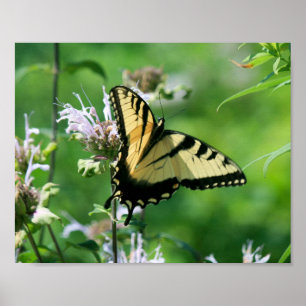 Tiger Swallowtail on Bee Balm Poster