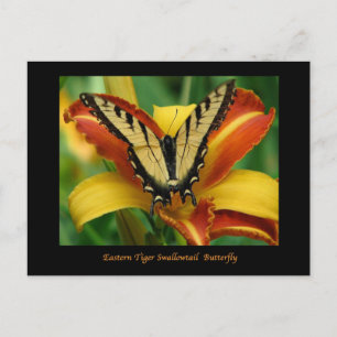 Tiger Swallowtail on Daylily Postcard