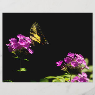 Tiger Swallowtail on Phlox