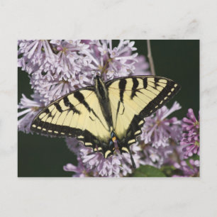 Tiger Swallowtail Postcard