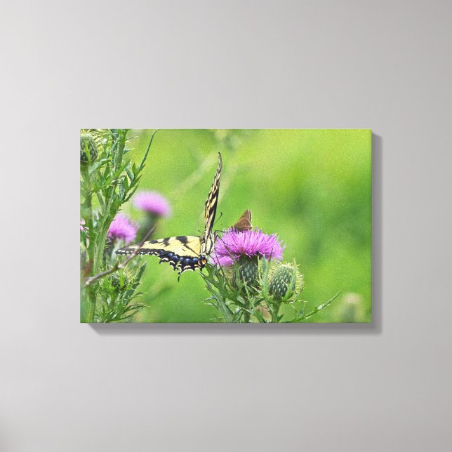 Tiger Swallowtail & Skipper Butterflies on Thistle Canvas Print (Front)
