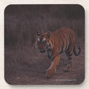 Tiger Walks along Trail Coaster