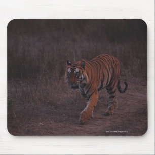 Tiger Walks along Trail Mouse Pad