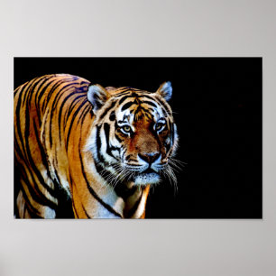 Tiger With Black Background Poster