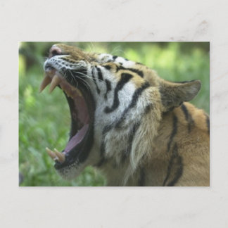 tiger yawn postcard