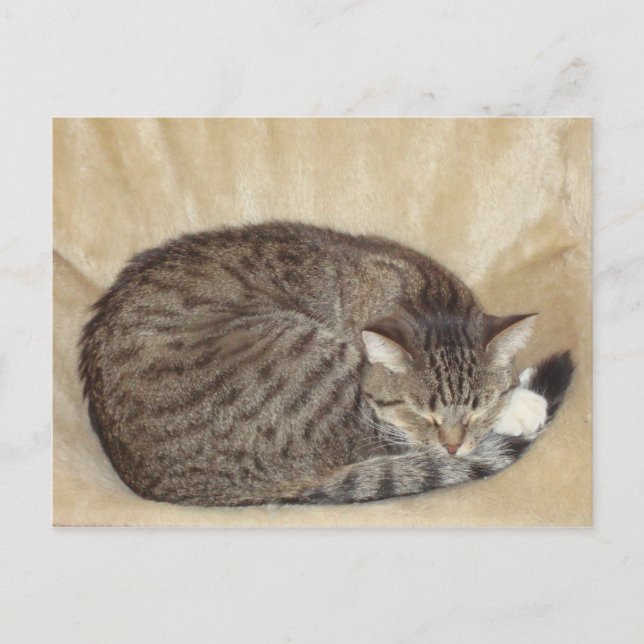Tigerkatze Postcard (Front)