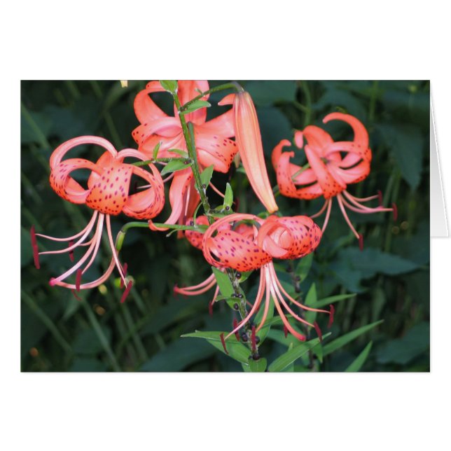 TigerLillies (Front Horizontal)