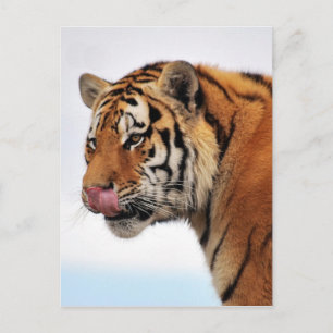Tigers appetite postcard