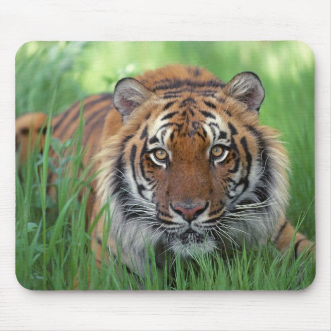 Tigers Eyes Mouse Pad (Front)