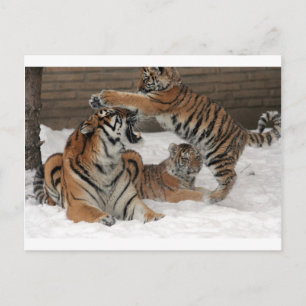 Tigers in snow postcard