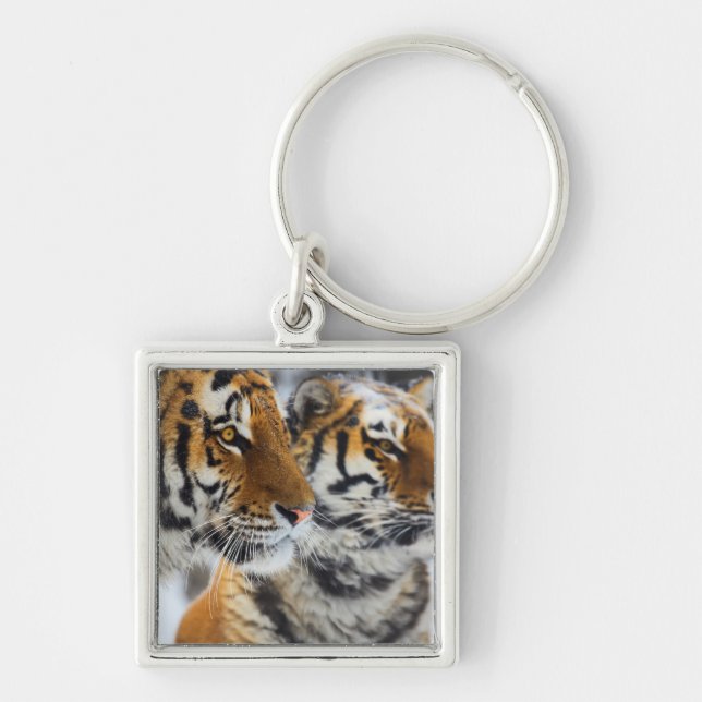 Tigers in the Snow Key Ring (Front)