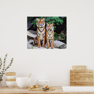 Tigers, male and female, poster