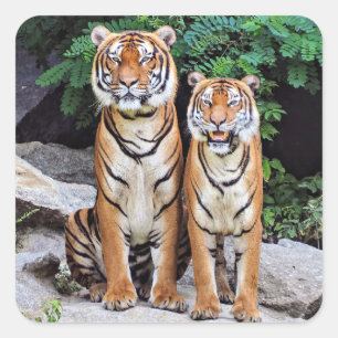 Tigers, male and female, square sticker