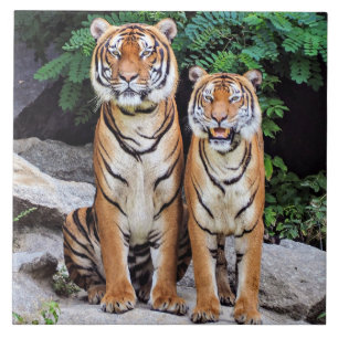 Tigers, male and female, tile