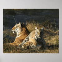 Tigers (Panthera tigris) cub lying on his