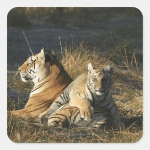 Tigers (Panthera tigris) cub lying on his Square Sticker
