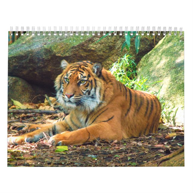 Tigers Photographs 12 Month Calendar (Cover)