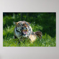 Tiger's Roar