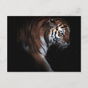 Tigers search postcard
