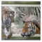 Tigers, Zebra,Giraffe, Primitive Jungle