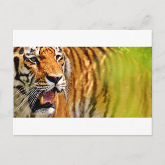 tiget-me postcard