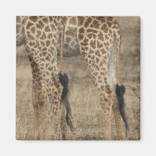 Tight crop of two Giraffes (Giraffa Magnet