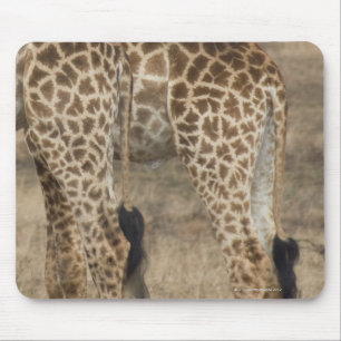 Tight crop of two Giraffes (Giraffa Mouse Pad