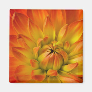 Tight in photographs of Dalhia flower with the Magnet