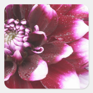 Tight in photographs of Dalhia flower with the Square Sticker
