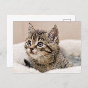 Tigray kitten postcard