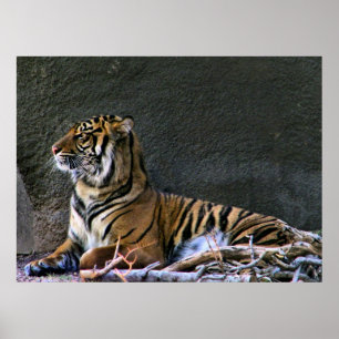 Tigress print