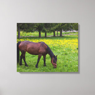 Tihuta Pass, Horse in Pasture Canvas Print
