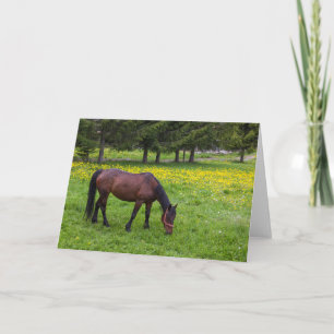 Tihuta Pass, Horse in Pasture Card