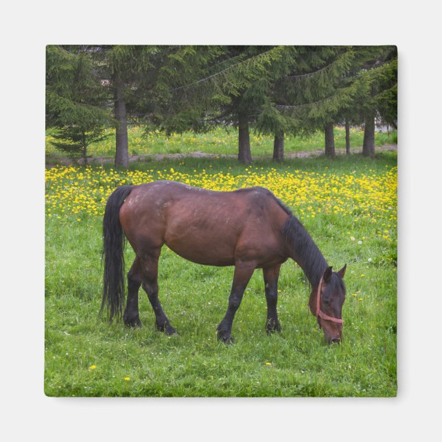 Tihuta Pass, Horse in Pasture Magnet (Front)