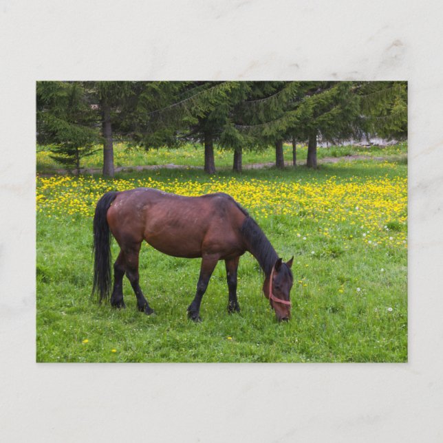 Tihuta Pass, Horse in Pasture Postcard (Front)