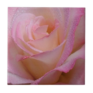 Tile Beautiful Pink Rose