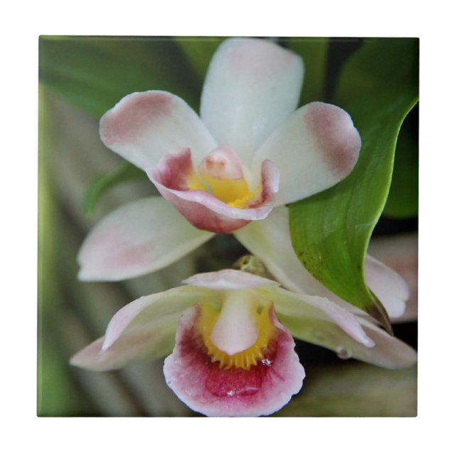 Tile - Fan Shaped Orchid (Front)