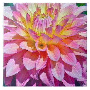 TILE, FLORAL,  CLOSE-UP OF PINK AND YELLOW DAHLIA TILE