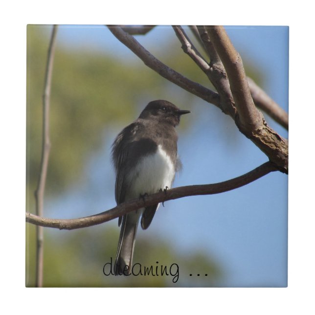 Tile - Flycatcher (Front)