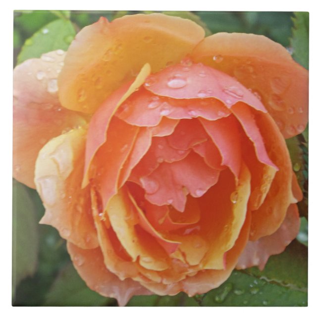 TILE,"PEACHY ORANGE  COLORED ROSE WITH RAINDROPS" TILE (Front)