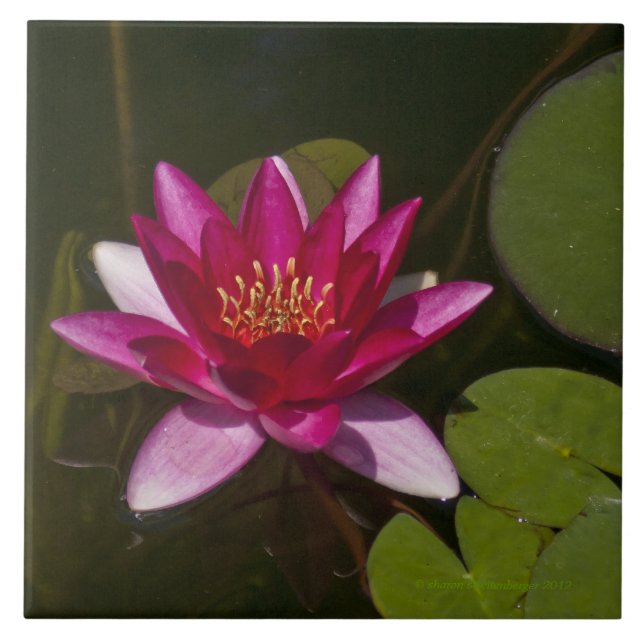 tile/trivet, "PINK LOTUS BLOSSOM" Tile (Front)