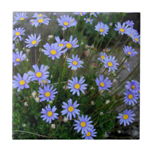 Tile with Blue Marguerite Flowers