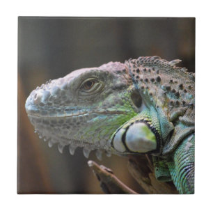 Tile with head of colourful Iguana lizard
