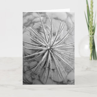 Tillandsia tectorum card