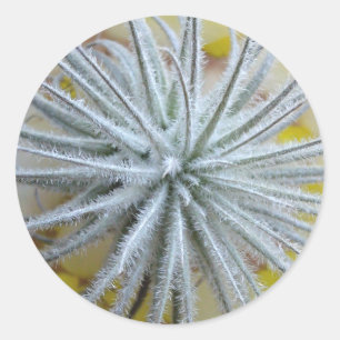 Tillandsia tectorum classic round sticker