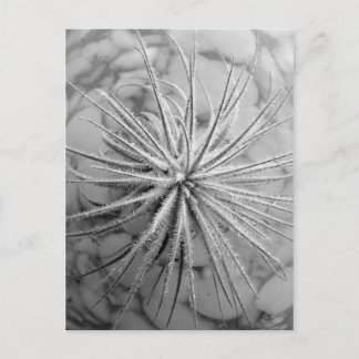 Tillandsia tectorum postcard